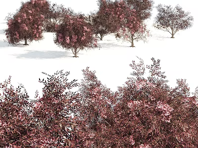 Ornamental Trees With Purple Red Foliage And Pink Blooms For Garden Landscape Design 3d model