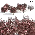 Ornamental Trees With Purple Red Foliage And Pink Blooms For Garden Landscape Design