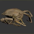 Brown Crab with Large Shell and Multiple Legs on Dark Background Showing Reflection 3d model