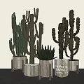 Various Cactus Potted Plants in Natural Wooden Pots on White Background