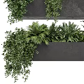 Bonsai Potted Plants in Black Rectangular Pots with Lush Green Foliage and Hanging Branches
