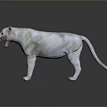 White Lion With Open Mouth And Orange Ears Standing On Dark Background With Reflection