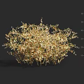 Golden Foliage Shrub With Dense Branch Structure Natural Shape And Vibrant Garden Look