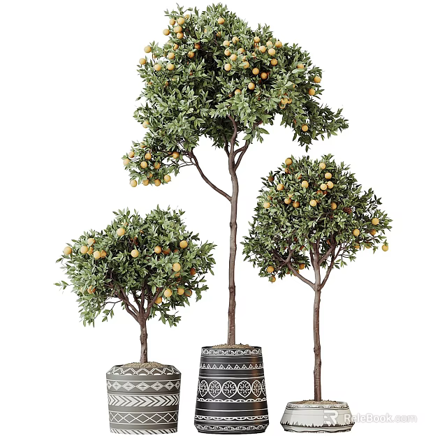 Three Bonsai Fruiting Trees With Brown Trunks In Patterned Ceramic Pots For Indoor Decor 3d model