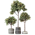 Three Bonsai Fruiting Trees With Brown Trunks In Patterned Ceramic Pots For Indoor Decor 3d model