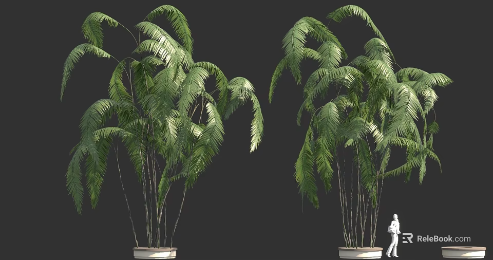 Tall Green Palm Trees in White Planters with Small Human Figure 3d model 