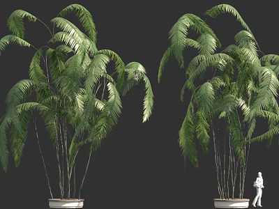 Tall Green Palm Trees in White Planters with Small Human Figure 3d model
