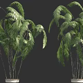 Tall Green Palm Trees in White Planters with Small Human Figure
