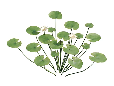 Aquatic Plants Displaying Green Lily Pads And White Flowers In Water Garden 3d model