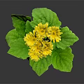 Healthy Potted Plant with Bright Yellow Flowers and Lush Green Leaves in Brown Pot