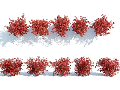 Red Leaf Shrubs Arranged in Rows for Landscape Decoration With Vibrant Foliage 3d model