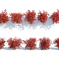 Red Leaf Shrubs Arranged in Rows for Landscape Decoration With Vibrant Foliage