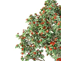 Tall Lush Arbor With Green Leaves And Vibrant Red Fruits In Garden