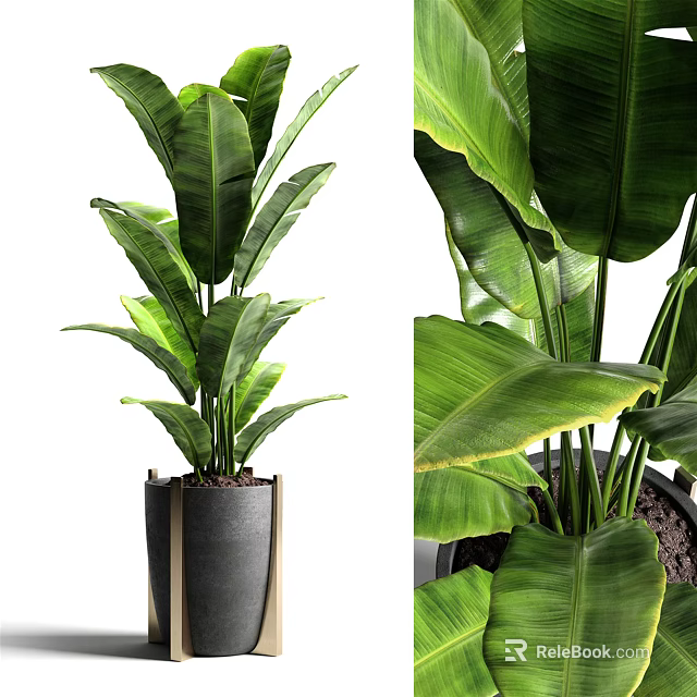 Bonsai Potted Plant With Lush Green Leaves In Modern Black Decorative Pot 3d model 