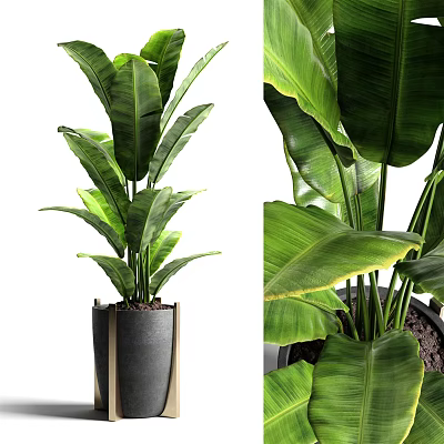 Bonsai Potted Plant With Lush Green Leaves In Modern Black Decorative Pot 3d model