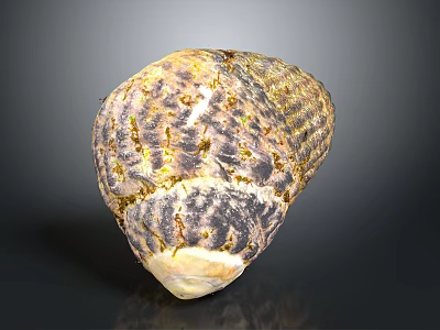 Textured Yellow Brown Seashell From Marine Animal With Natural Pattern 3d model
