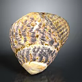 Textured Yellow Brown Seashell From Marine Animal With Natural Pattern