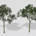Different Types of Arbor Trees with Various Shapes and Sizes for Garden Design