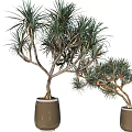 Two Bonsai Potted Plants With Slender Leaves In Brown Ceramic Pots 3d model