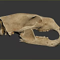 Detailed Animal Skull Bone Structure With Anatomical Features And Teeth 3d model