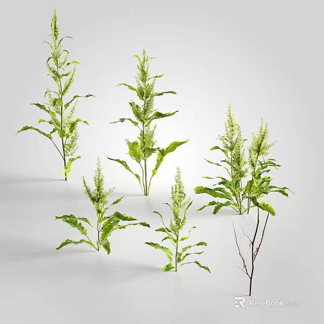 Green Herbaceous Plants With Long Slender Leaves And Multiple Stems In Natural Growth 3d model 
