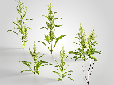 Green Herbaceous Plants With Long Slender Leaves And Multiple Stems In Natural Growth 3d model