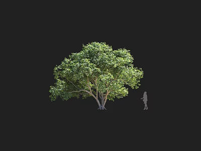 The Modern Tree 3d model
