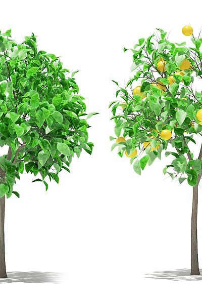 Two Trees With Lush Green Leaves And Yellow Fruits In White Background 3d model