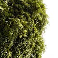 Living Green Plant Wall With Lush Foliage And Natural Vertical Garden Design