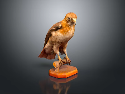 Bird Specimen Standing On Orange Base With Detailed Feathers Against Dark Background 3d model