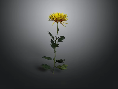 Beautiful Yellow Chrysanthemum with Green Stem and Leaves on Gray Background 3d model