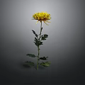 Beautiful Yellow Chrysanthemum with Green Stem and Leaves on Gray Background