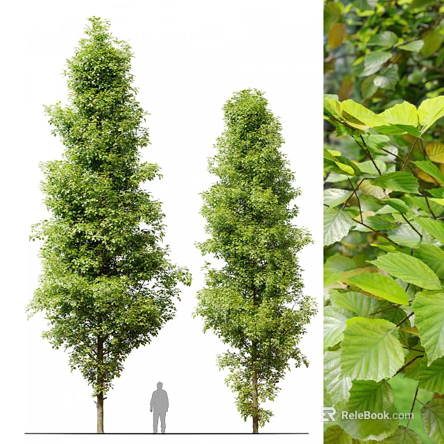Two Tall Arbor Trees With Vibrant Green Foliage And Healthy Growth 3d model 