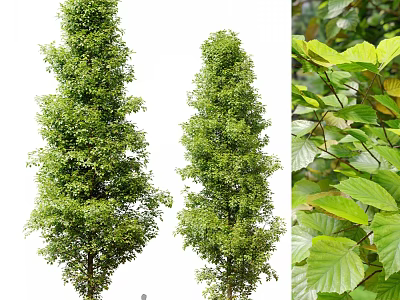 Two Tall Arbor Trees With Vibrant Green Foliage And Healthy Growth 3d model