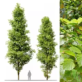 Two Tall Arbor Trees With Vibrant Green Foliage And Healthy Growth