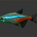 Vibrant Blue And Red Fish With Black Fins And Shiny Scales In Aquatic Habitat
