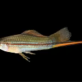 Colorful Freshwater Fish with Striped Body Orange Tail and Shiny Scales