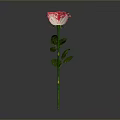 Beautiful Pink Rose Plant with Green Stem and Leaves on Gray Background