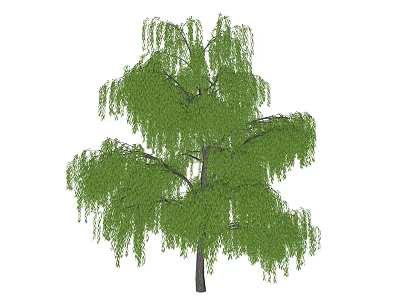 Tall Weeping Willow Tree With Lush Green Leaves And Hanging Branches 3d model