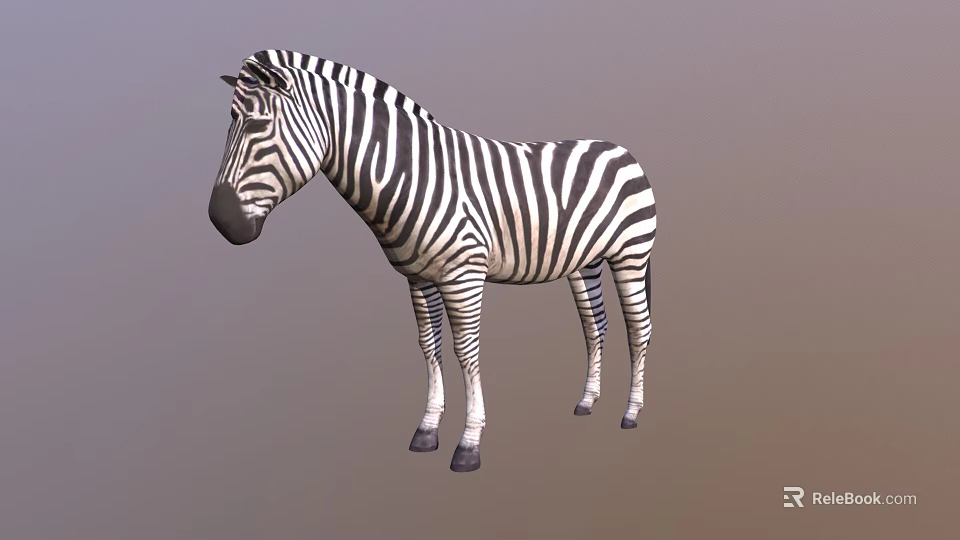 Detailed Realistic Zebra With Black And White Stripes Standing In Studio 3d model 