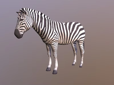 Detailed Realistic Zebra With Black And White Stripes Standing In Studio 3d model