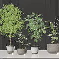 Leafy Green Bonsai Potted Plants In Various Modern Pots For Indoor Home Decor