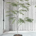 Two Bonsai Plants in White Pots for Indoor Setting with Gray Walls and White Curtains
