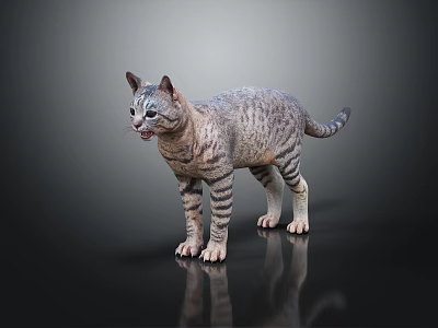 Gray Tabby Cat Standing On Dark Reflective Surface With Alert Expression 3d model