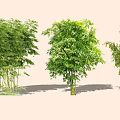 Various Bamboo Plants With Lush Green Foliage And Tall Stems In Garden
