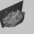 Animal skull display on black and white checkered platform with natural elements background