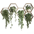 Potted Plants in Hexagonal Wooden Frames with Trailing Green Vines and White Pot
