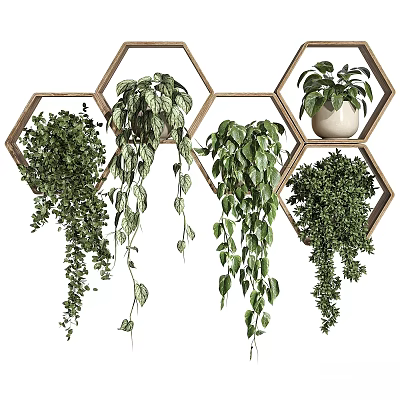 Potted Plants in Hexagonal Wooden Frames with Trailing Green Vines and White Pot 3d model