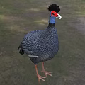 Guinea Fowl With Spotted Plumage In Nature