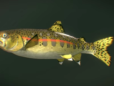 Vibrant Rainbow Trout Fish Showing Colorful Spots And Bright Red Stripes 3d model